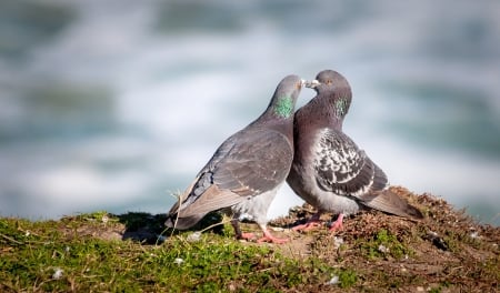 Happy Valentines Day - bird, valentine, love, day, happy