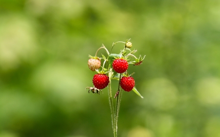 Strawberries - fruits, nature, macro, strawberries