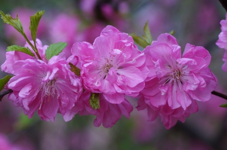 Spring - flower, cherry blossom, pink, spring, sakura