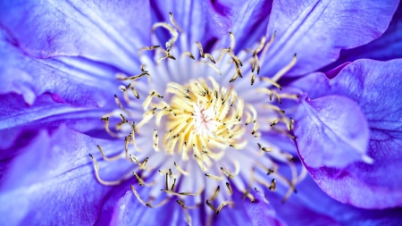 Purple - white, flower, purple, yellow, macro, skin