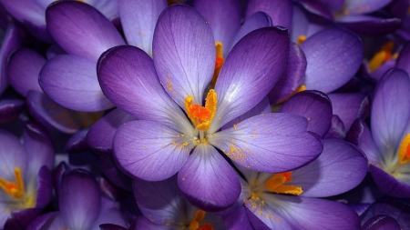 Crocuses - skin, purple, spring, orange, flower, crocus, pink