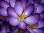 Crocuses