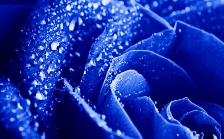 Blue rose - rose, water drops, macro, blue, skin