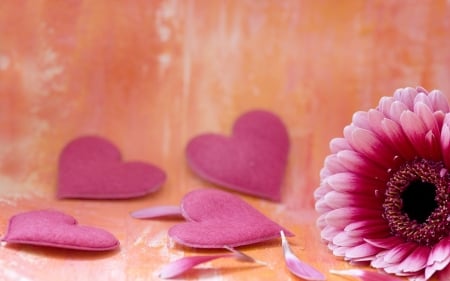 Happy Valentine's Day! - card, flower, pink, valentine, heart, orange, gerbera