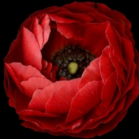 Red poppy