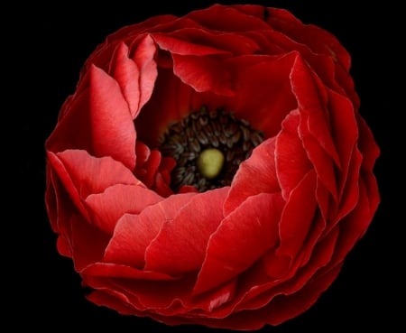 Red poppy