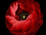 Red poppy