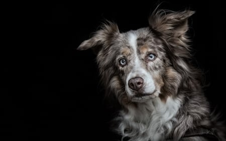 Dog - animal, australian shepherd, black, dog