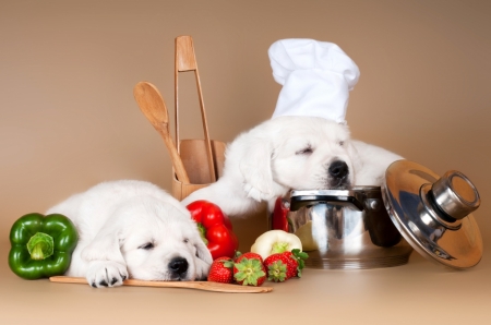 Tired chefs - puppy, hat, funny, white, sleep, tired chefs, dog, animal, cute