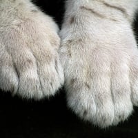 Paws