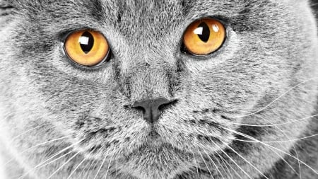 Cat - skin, face, yellow, grey, cat, eyes, animal