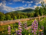 Spring Flowers