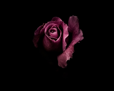 Rose - purple, rose, roses, flower