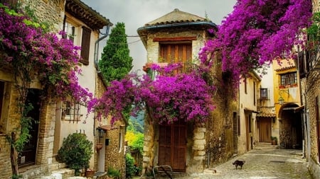 Purple Love - house, flower, purple, beautiful