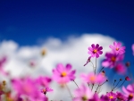 Purple wild flowers