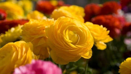 Yellow Roses - rose, flower, yellow, amazing