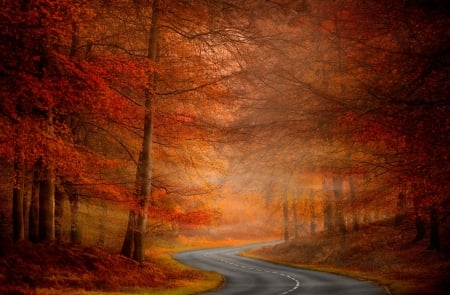 Autumn Road - winding, forest, trees, road