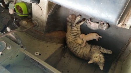 Mother and her babies - multi colours, tabby, loving, ginger