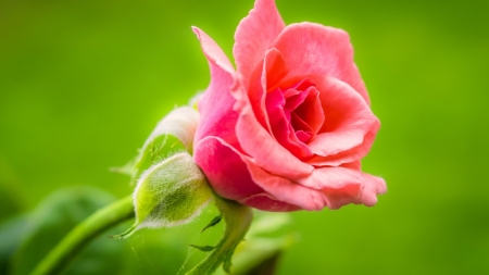 Lovely Rose - petals, nature, rose, bud