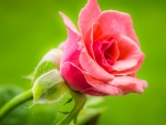 Lovely Rose