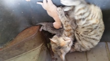 Angie & her Two babes - tabby, babies, fluffy, ginger