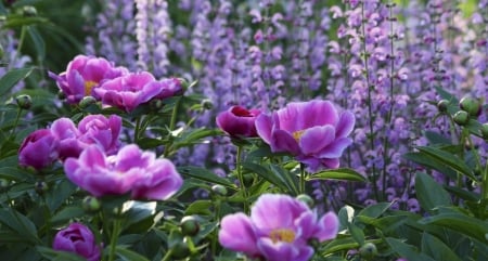 Beautiful Flowers - flowers, purple, nature, bloom