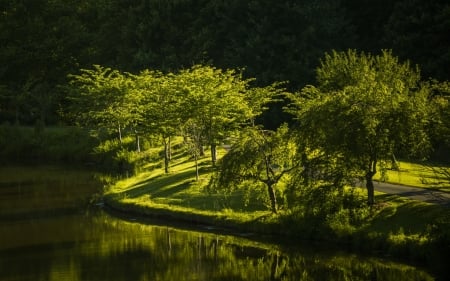 Virginia Park,USA - trees, nature, green, road, lake, park