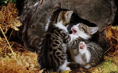 Kittens Playing - animal, playing, cat, kitten