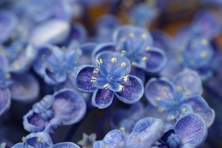 Blue flowers - flower, little, skin, blue