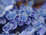 Blue flowers