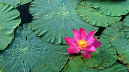 Lotus - lotus, flower, pink, leaf, pad, skin, green