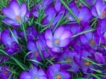 Crocuses