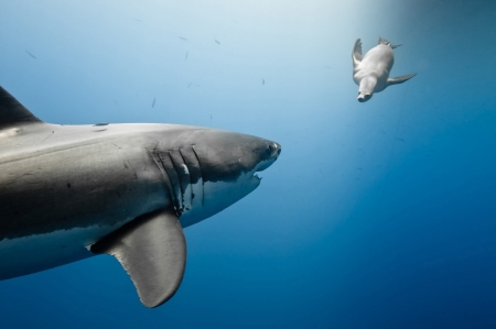 Shark - nature, shark, animals, water, seal