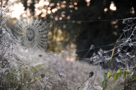 Spider Web - wildlife, spider web, nature, spider