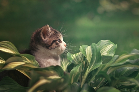 Sunbathing - animal, Sunbathing, cute, adorable, cat