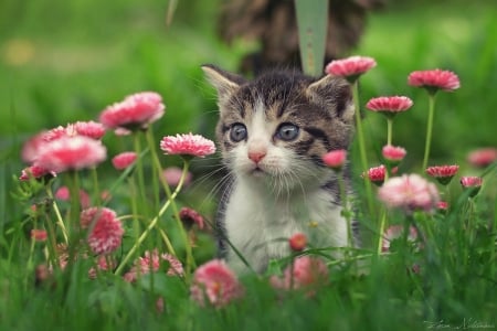 Furry florist - florist, cute, cat, furry