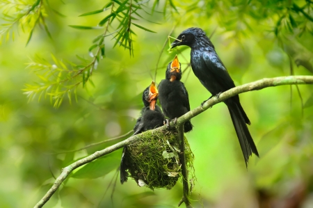 birds familly - family, green, birds, heaven