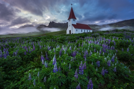 Iceland - beauty, landscape, iceland, field, flowers, sunset, sunrise