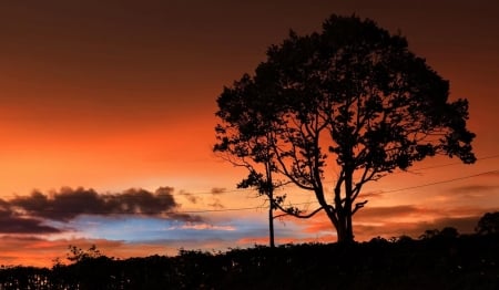 Sunset - sunset, nature, tree, amazing