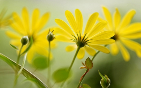 Yellow Flowers - flower, yellow, nature, beautiful