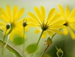 Yellow Flowers