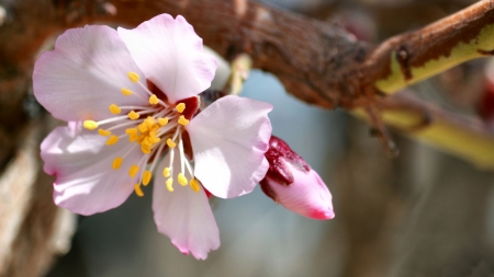 Khomein Flower F - beautiful, photography, beauty, romance, photo, love, flower, still life, wide screen, Khomein, floral