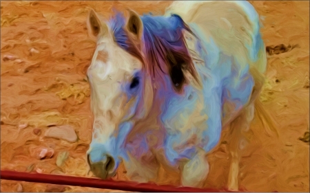 He can see me - barnyard, oil paint, enhanced, horse