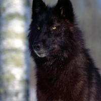 black wolf