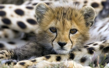 cute cheetah cub - feline, cheetah, cub, cat