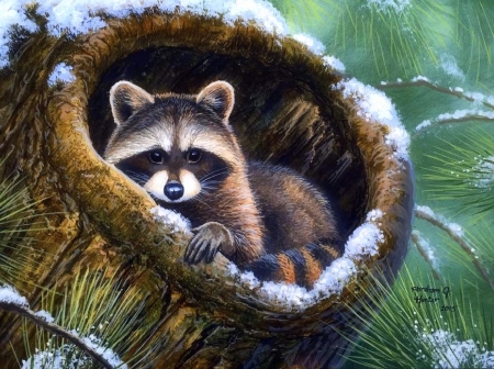 Raccoon on the Pine - pine trees, winter, paintings, snow, raccoon, love four seasons, animals