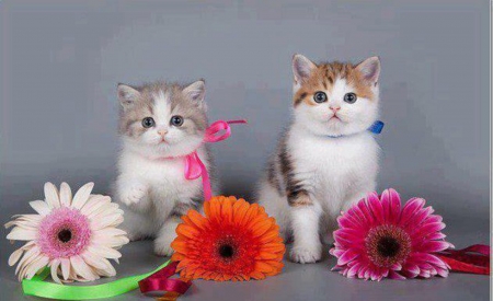 Kittens Loves Flowers - animal, kitten, flowers, cat, gerbera