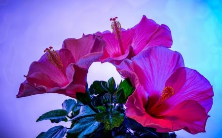 Pink Hibiscus in the Sunset