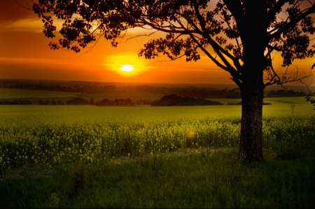 Amazing Sunset - tree, fields, nature, sunset