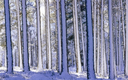 Forest At Winter - winter, forest, tree, amazing